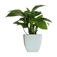 ENRICH PLANTS : Green Moneyplant,Live Plant, Air Purifying, Good Luck.-thumb4