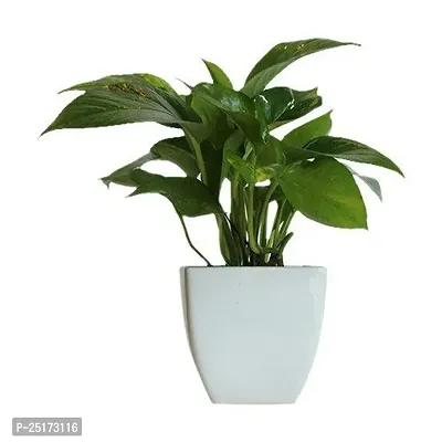 ENRICH PLANTS : Green Moneyplant,Live Plant, Air Purifying, Good Luck.-thumb5