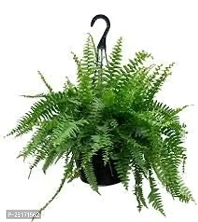 ENRICH PLANTS : Green FERN,Live Plant, Hanging Air Purifying, Home Dcor,