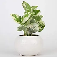 ENRICH PLANTS : Moneyplant Scindapsus,Live Plant,Ceramic Pot, Air Purifying, Good Luck.-thumb2