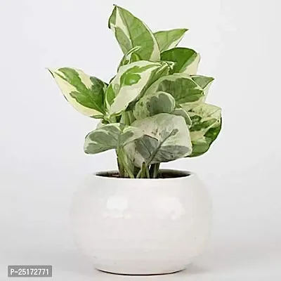 ENRICH PLANTS : Moneyplant Scindapsus,Live Plant,Ceramic Pot, Air Purifying, Good Luck.-thumb3