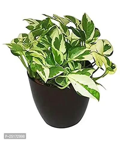 ENRICH PLANTS : Moneyplant Scindapsus,Live Plant, Air Purifying, Good Luck.-thumb2