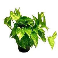 ENRICH PLANTS : Green Moneyplant, Live Plant, Air Purifying, Good Luck.-thumb1