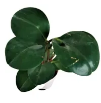 ENRICH PLANTS :: Peperomia Green :: Natural Live Plant :: Elegant Self Watering Plastic Pot :: Air Purifying :: Home Decor ::-thumb3