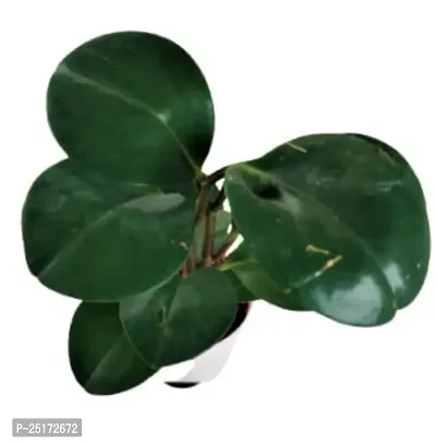 ENRICH PLANTS :: Peperomia Green :: Natural Live Plant :: Elegant Self Watering Plastic Pot :: Air Purifying :: Home Decor ::-thumb4