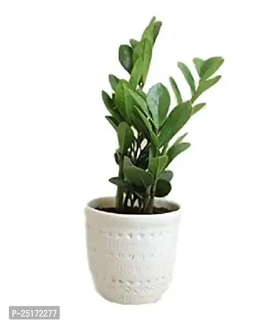 ENRICH PLANTS : ZAMIA (ZZ Plant),Live Plant, Air Purifying,Home Decor Plant,-thumb0