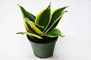 ENRICH PLANTS : Sansevieria Jade Marginata, Snake Plant,Live Plant, Air Purifying,Home Dcor Plant,-thumb1