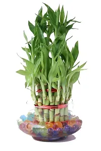 ENRICH PLANTS : LUCKY BAMBOO, 2 Layer, Good Fortune Live Plant, Home Decor Plant,-thumb4