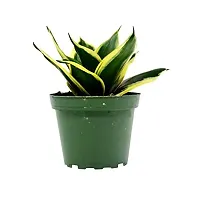 ENRICH PLANTS :: Sansevieria - Snake plant :: Combo :: Natural Live Plant :: Plastic Pot :: Air Purifying :: Home Decor ::-thumb1