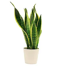 ENRICH PLANTS :: Sansevieria - Snake plant :: Natural Live Plant :: Plastic Pot :: Air Purifying :: Home Decor ::-thumb1