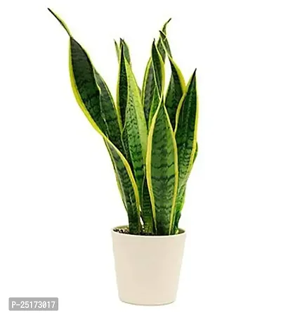 ENRICH PLANTS :: Sansevieria - Snake plant :: Natural Live Plant :: Plastic Pot :: Air Purifying :: Home Decor ::-thumb2