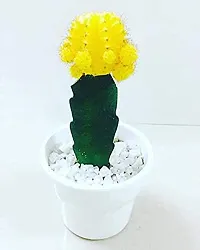 ENRICH PLANTS : Moon Cactus (Yellow),Live Plant, Air Purifying, Succulent,-thumb3