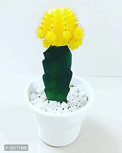 ENRICH PLANTS : Moon Cactus (Yellow),Live Plant, Air Purifying, Succulent,-thumb4