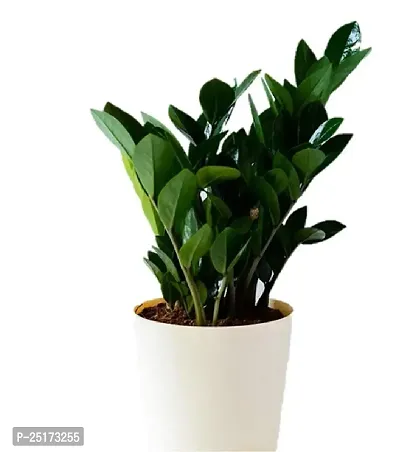 ENRICH PLANTS : ZAMIA (ZZ Plant),Live Plant, Air Purifying,Home Decor Plant,