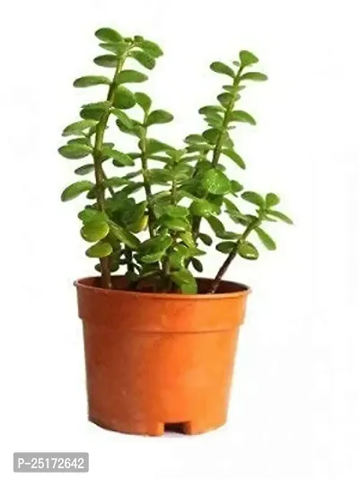 ENRICH PLANTS : JADE, Good Luck, Home Decor Live Plant, Air Purifying,-thumb0