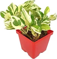 ENRICH PLANTS : Moneyplant Scindapsus,Live Plant, Air Purifying, Good Luck.-thumb1