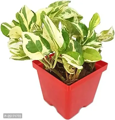 ENRICH PLANTS : Moneyplant Scindapsus,Live Plant, Air Purifying, Good Luck.-thumb2