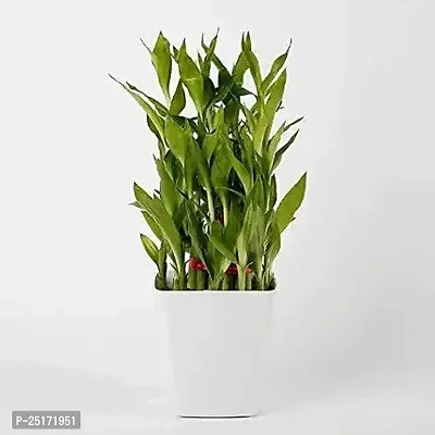 ENRICH PLANTS : LUCKY BAMBOO, 2 Layer, Good Fortune Live Plant, Home Decor Plant,-thumb2