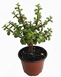 ENRICH PLANTS : JADE, Good Luck, Home Decor Live Plant, Air Purifying,-thumb1