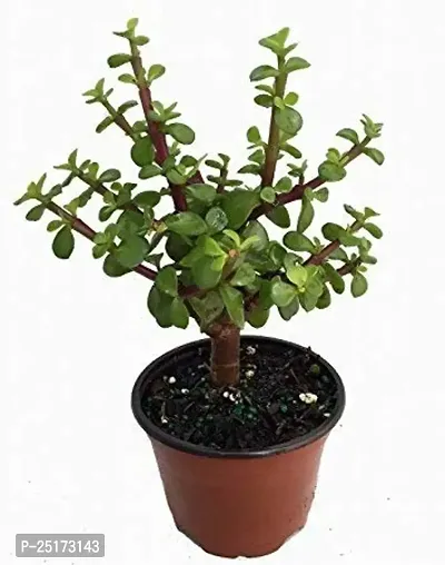 ENRICH PLANTS : JADE, Good Luck, Home Decor Live Plant, Air Purifying,-thumb2