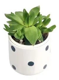 Enrich Plants Live Plants for Indoor Home D?cor | SUCCULENT (Big) |Indoor Plant|SHLOKU_3166(1)-thumb2