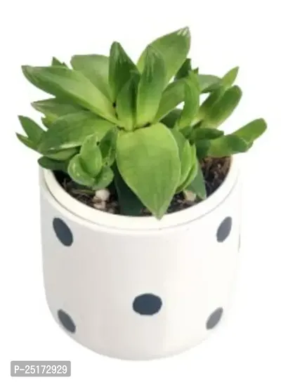 Enrich Plants Live Plants for Indoor Home D?cor | SUCCULENT (Big) |Indoor Plant|SHLOKU_3166(1)-thumb3