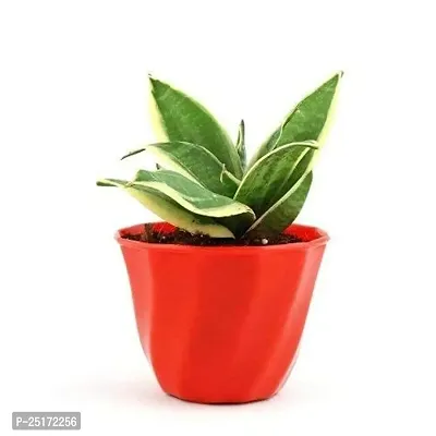 ENRICH PLANTS : Sensevieria Golden, Snake Plant,Live Plant, Air Purifying,Home Dcor Plant,