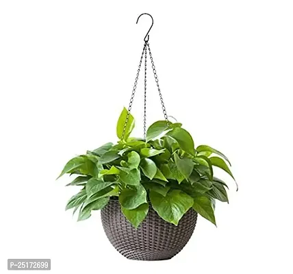 ENRICH PLANTS : Green Moneyplant,Live Plant,Hanging Air Purifying, Good Luck.