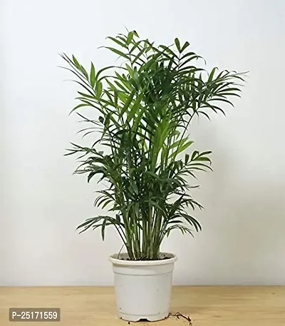 ENRICH PLANTS : BAMBOO PALM,Live Plant, Air Purifying, Home Decor Plant,