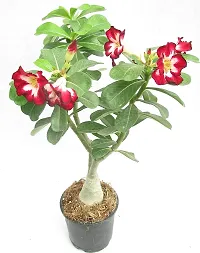 ENRICH PLANTS : ADENIUM,Live Plant, Air Purifying,Home Dcor Plant,-thumb1