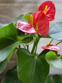 ENRICH PLANTS : ANTHURIUM RED, Exotic Live Plant, Home Decor Plant, Air Purifying,-thumb3