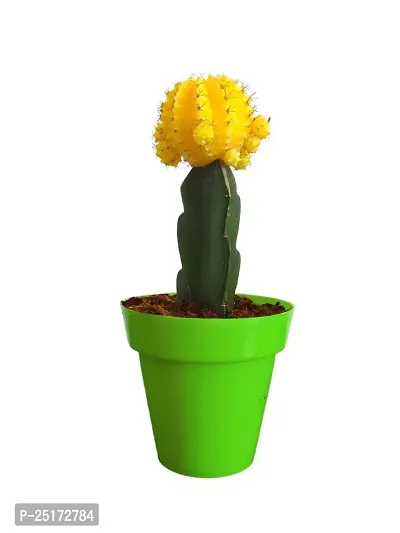 ENRICH PLANTS : Moon Cactus (Yellow),Live Plant, Air Purifying, Succulent,-thumb5