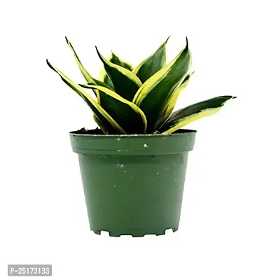 ENRICH PLANTS : Sansevieria Jade Marginata, Snake Plant,Live Plant, Air Purifying,Home Dcor Plant,