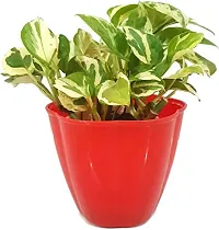 ENRICH PLANTS : Moneyplant Scindapsus,Live Plant, Air Purifying, Good Luck.-thumb4