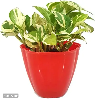 ENRICH PLANTS : Moneyplant Scindapsus,Live Plant, Air Purifying, Good Luck.-thumb5