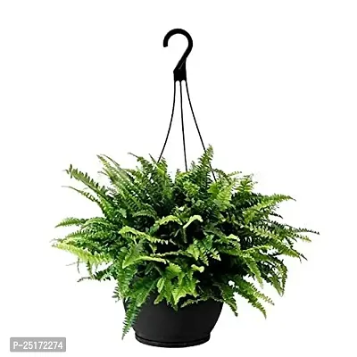 ENRICH PLANTS : Green FERN,Live Plant, Hanging Air Purifying, Home Dcor,-thumb0