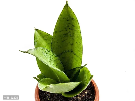 ENRICH PLANTS : Sensevieria Moonshine, Snake Plant,Live Plant, Air Purifying,Home Dcor Plant,-thumb4