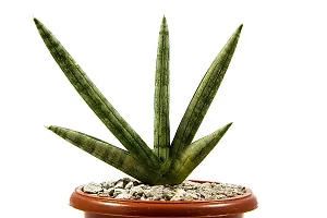 ENRICH PLANTS : Sensevieria Green, Snake Plant,Live Plant, Air Purifying,Home Dcor Plant,-thumb3