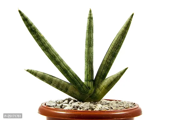 ENRICH PLANTS : Sensevieria Green, Snake Plant,Live Plant, Air Purifying,Home Dcor Plant,-thumb4