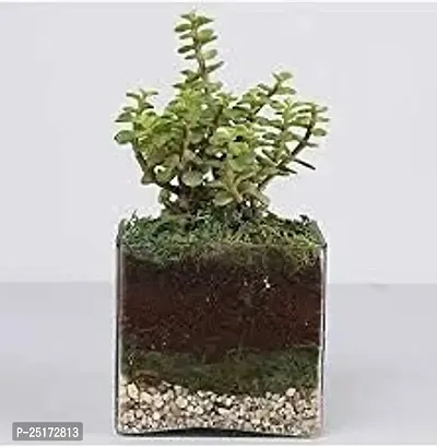 ENRICH PLANTS : JADE, Good Luck, Home Decor Live Plant, Air Purifying,-thumb0