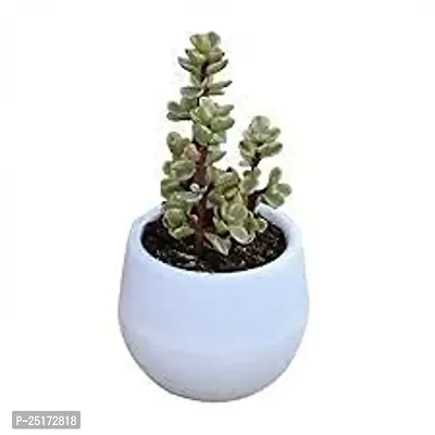 ENRICH PLANTS : JADE, Good Luck, Home Decor Live Plant, Air Purifying,