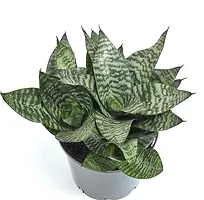 ENRICH PLANTS :: Sansevieria - Snake plant :: Natural Live Plant :: Plastic Pot :: Air Purifying :: Home Decor ::-thumb2