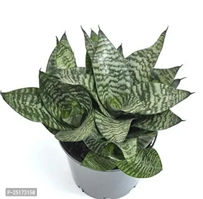 ENRICH PLANTS :: Sansevieria - Snake plant :: Natural Live Plant :: Plastic Pot :: Air Purifying :: Home Decor ::-thumb3