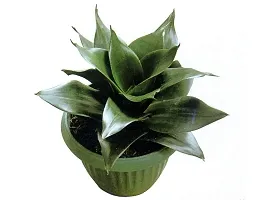 ENRICH PLANTS :: Sansevieria - Snake plant :: Natural Live Plant :: Plastic Pot :: Air Purifying :: Home Decor ::-thumb2