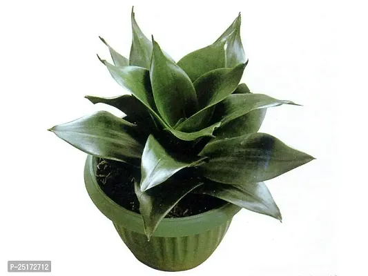 ENRICH PLANTS :: Sansevieria - Snake plant :: Natural Live Plant :: Plastic Pot :: Air Purifying :: Home Decor ::-thumb3