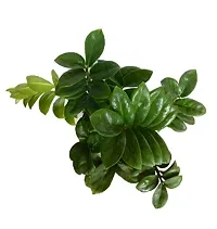 ENRICH PLANTS : ZAMIA (ZZ Plant),Live Plant, Air Purifying,Home Decor Plant,-thumb1