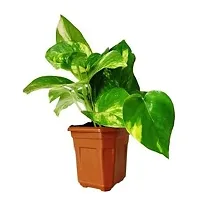 ENRICH PLANTS : Green Moneyplant,Live Plant, Air Purifying, Good Luck.-thumb1