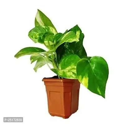 ENRICH PLANTS : Green Moneyplant,Live Plant, Air Purifying, Good Luck.-thumb2