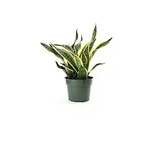 ENRICH PLANTS : Sensevieria L Crooked, Snake Plant,Live Plant, Air Purifying,Home Dcor Plant,-thumb4