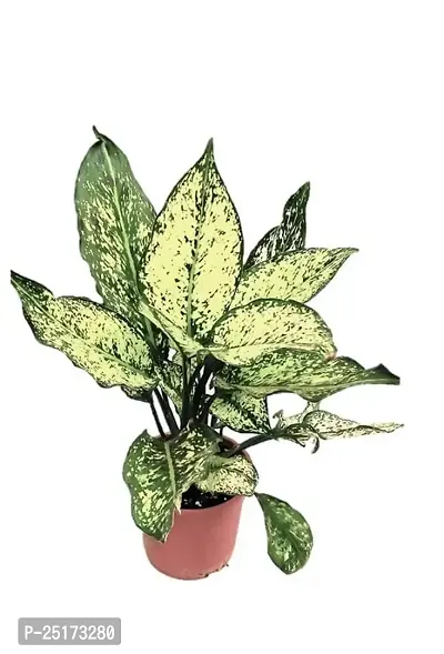 Enrich Plants Live Plants for Indoor Home Dcor | Algaonema |Indoor Plant|SHLOKU_3754(1)-thumb0